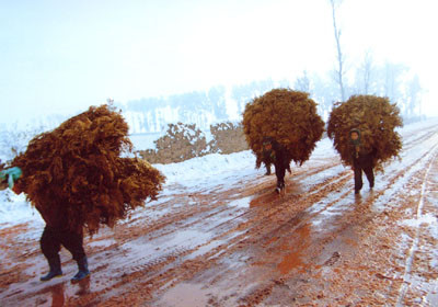 太阳火组合阿苏小调歌《过年咯》 - 阿苏 - 中国少数民族彝族人*太阳火组合*阿苏听史